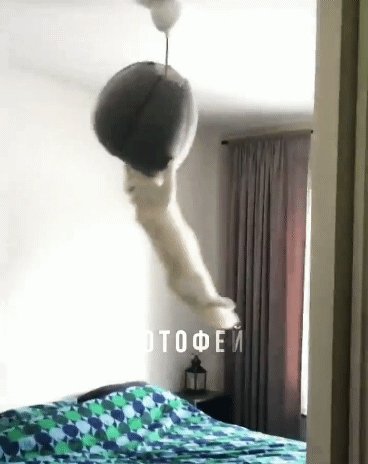 Котофей