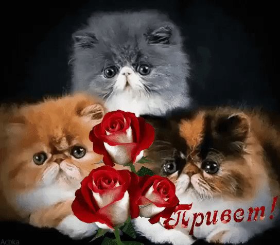 Анимированная открытка привет (2)