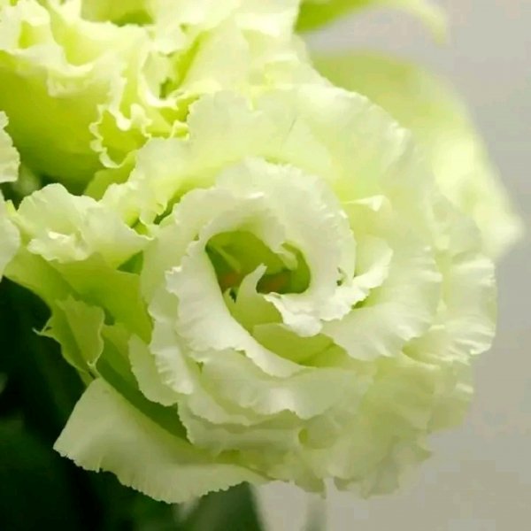 file_96291744