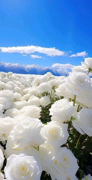 file_96269930