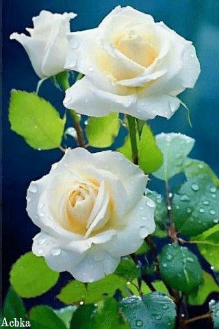 file_95480292