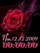 rose