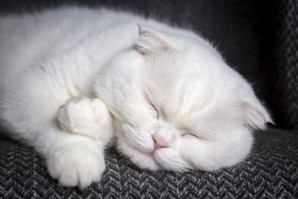 Белый кот. (8)