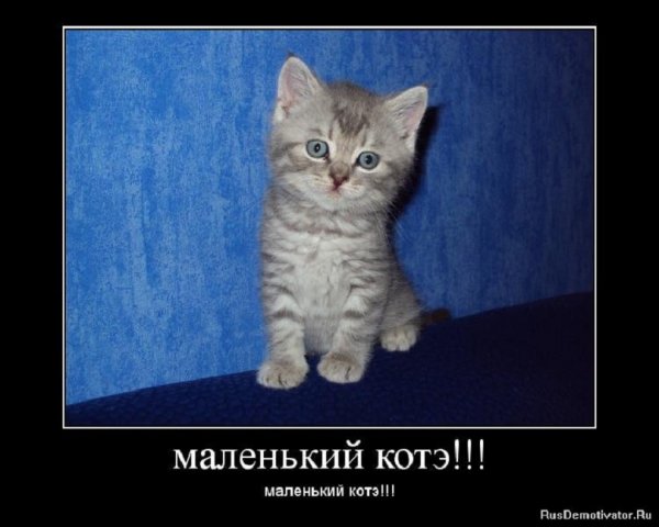 Маленький котэ