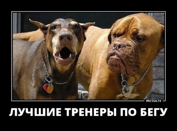 лучшие тренеры по бегу