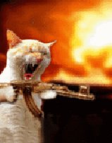 angrycat l53vysvq
