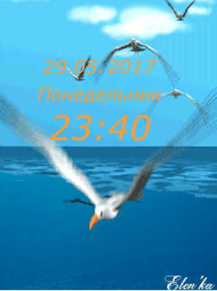Чайки