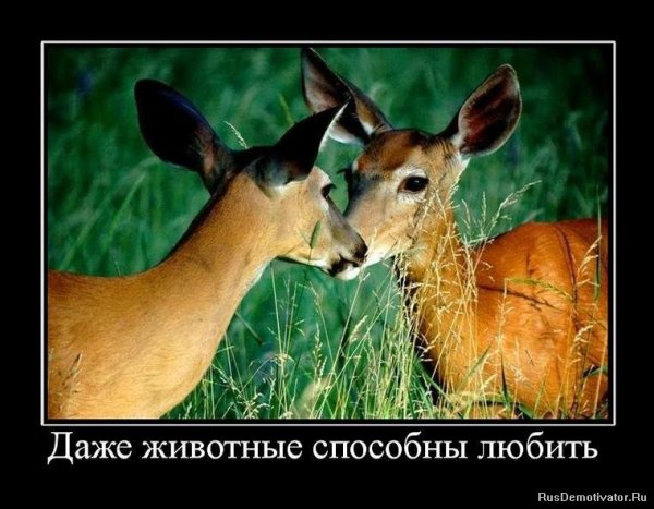 Животные тоже способны любить