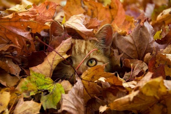file_96214336