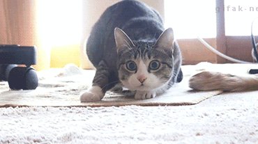 Танцуй, как кот