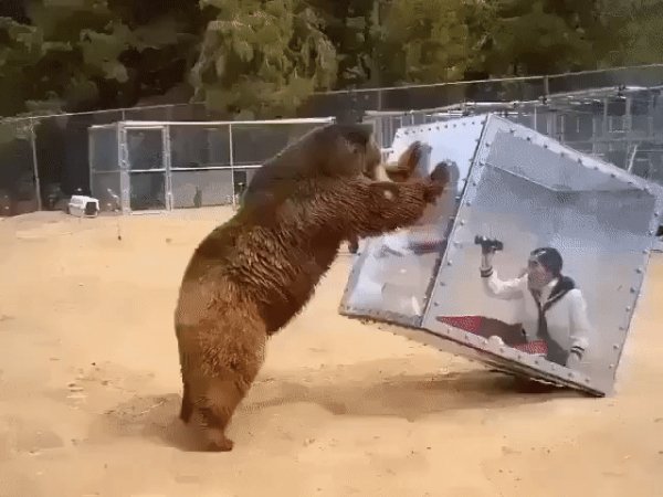 gif 1532551289