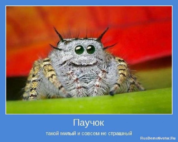 Паучок