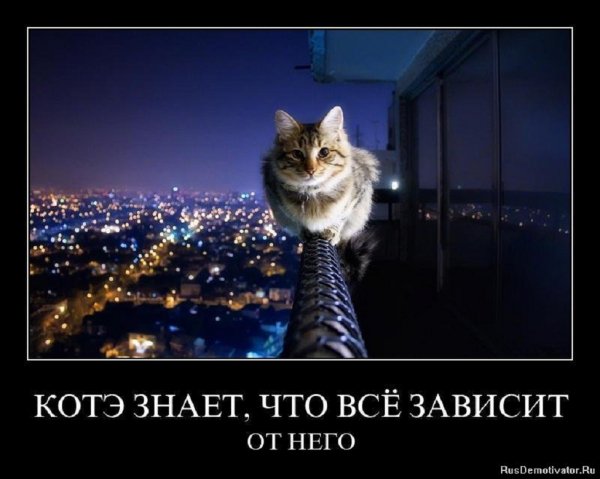 Котэ знает...