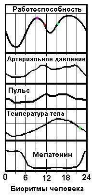 биоритмы