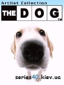 thedog labrador retriever