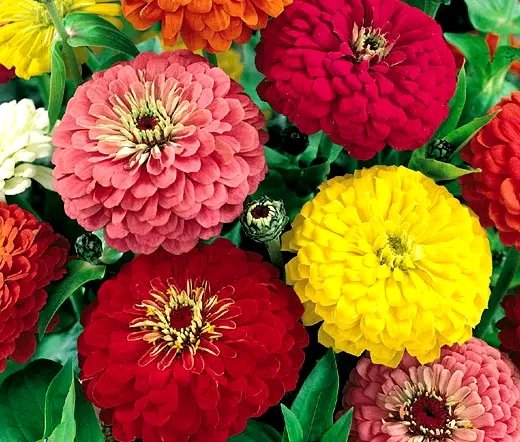 file_96291726