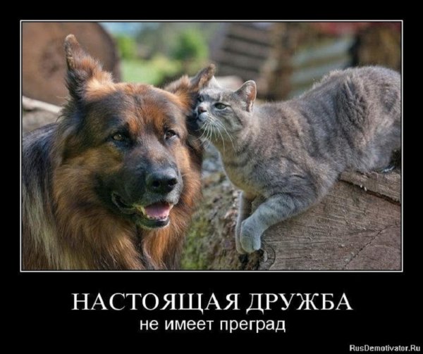 Настоящая дружба не имеет преград