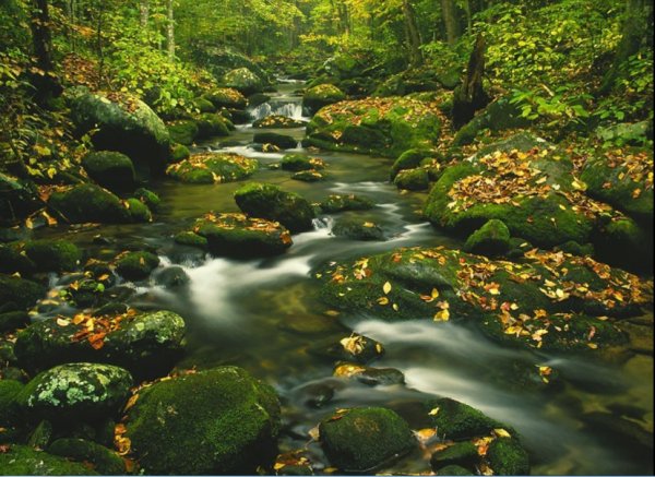 Forests Waterfalls
