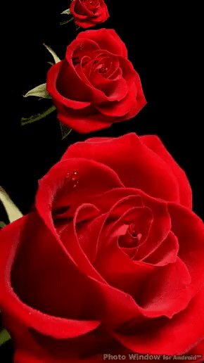 IMG 20161215 131334 4