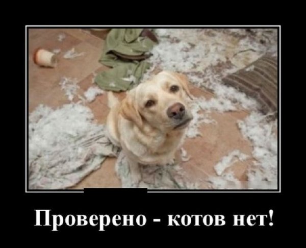 Проверено котов нет