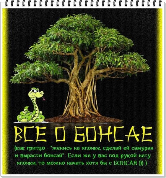 Всё о бонсае