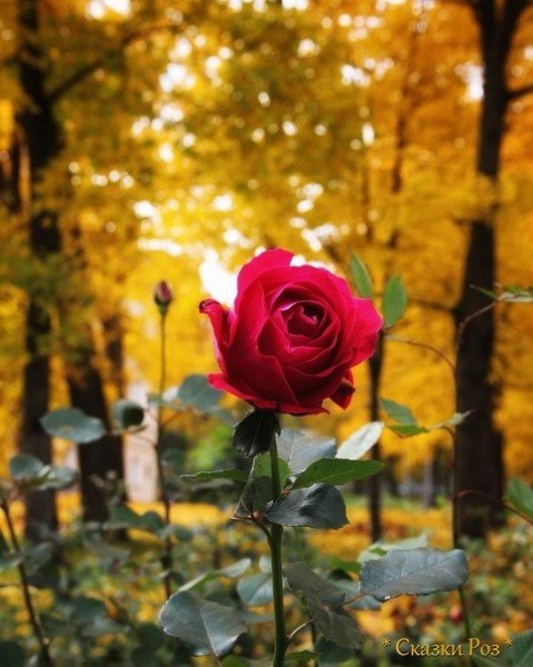 file_94766317
