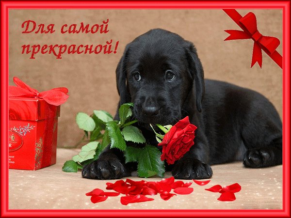 анимированная открытка для самой прекрасной