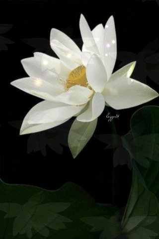 file_51644944