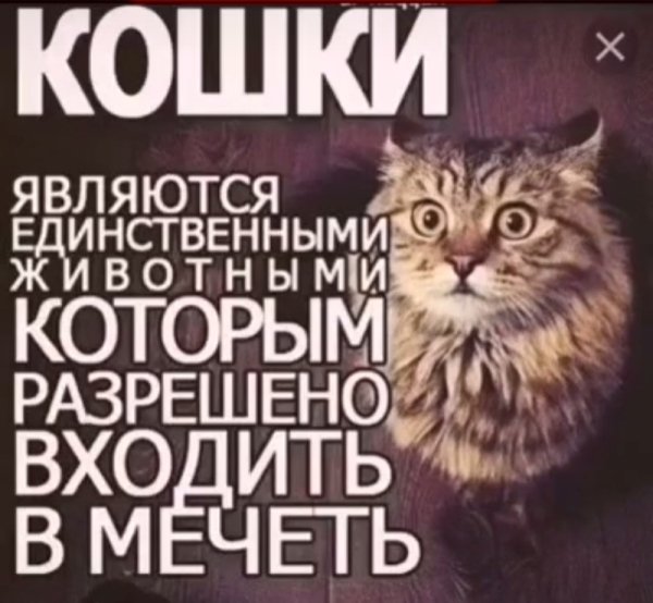 file_98511749