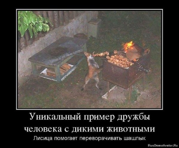 Лиса помогает переворачивать шашлык