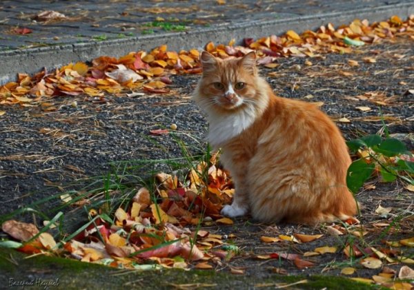 Кот и осенние листья (27)
