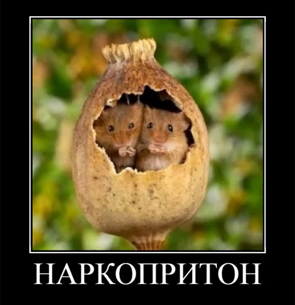 НАРКОПРИТОН
