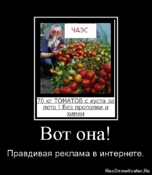 Вот она