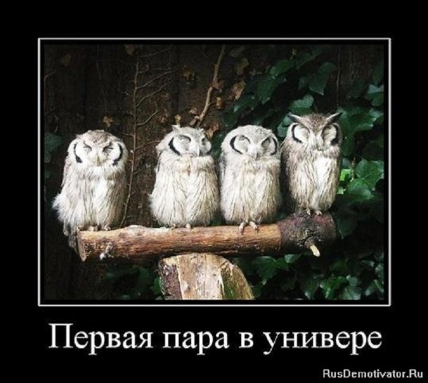 Первая пара в универе