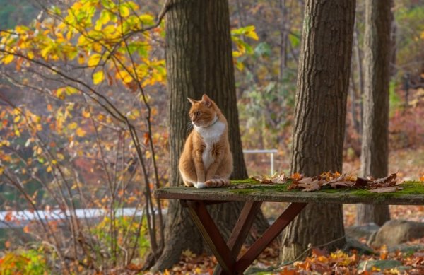 Кот и осенние листья (26)