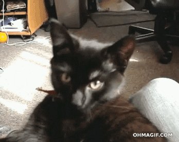 Кот