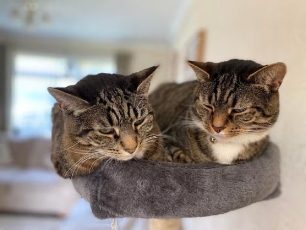 Кошки