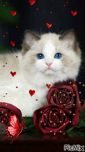 GIFS DE GATITOS CON FLORES