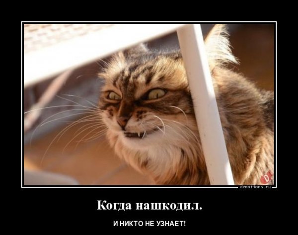 Kogda-nashkodil