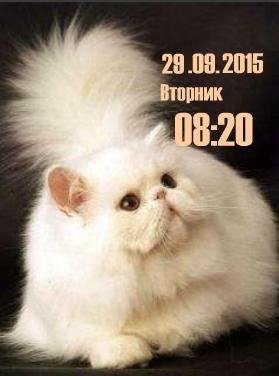 Котик