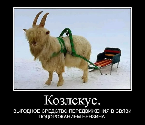 Козлескус