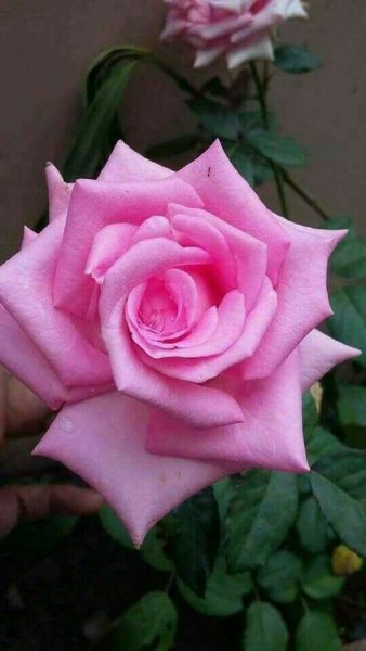 file_92195500