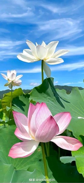 file_96269965