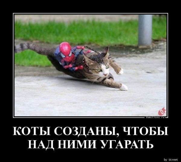 KOTY-SOZDANY-ChTOBY-