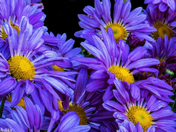file_97347846