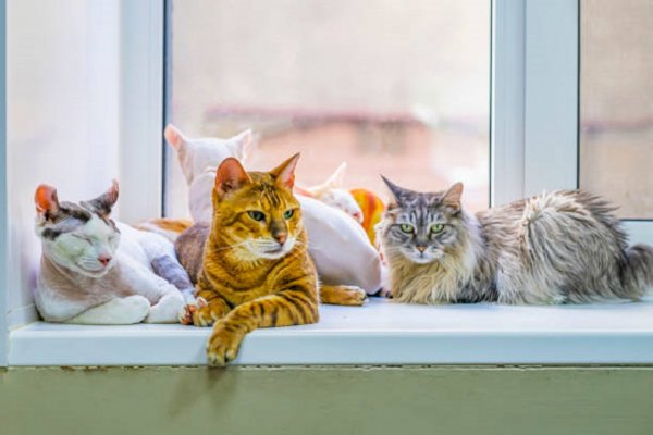 Коты....