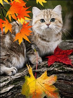 file_59194433