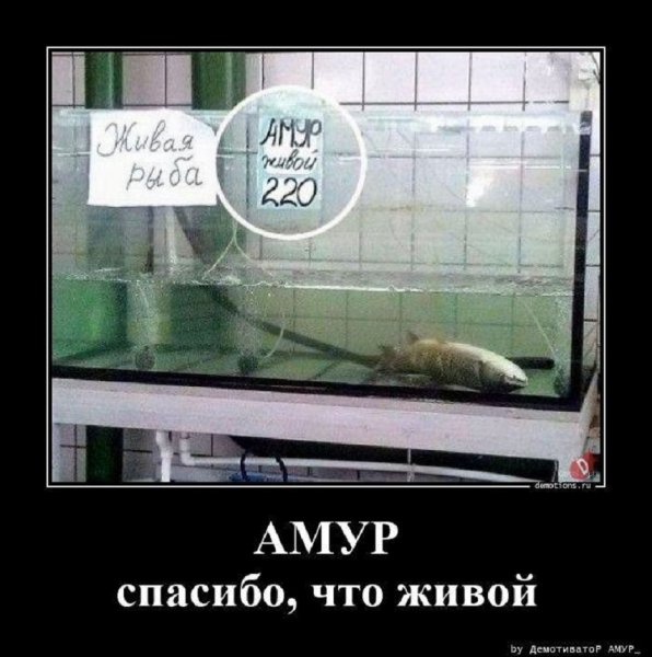 Спасибо, что живой