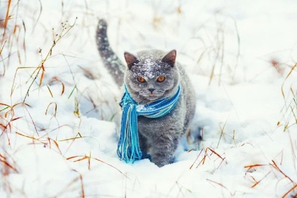 Кот зимой. (12)