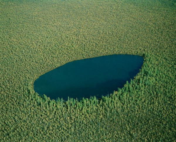 World-in-photo--The-Boreal-Forest-canada-1970480-1000-1